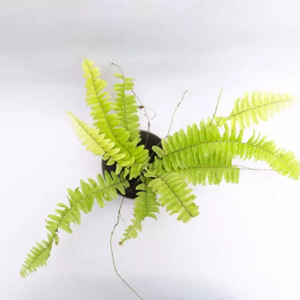 Golden boston fern - Image 2