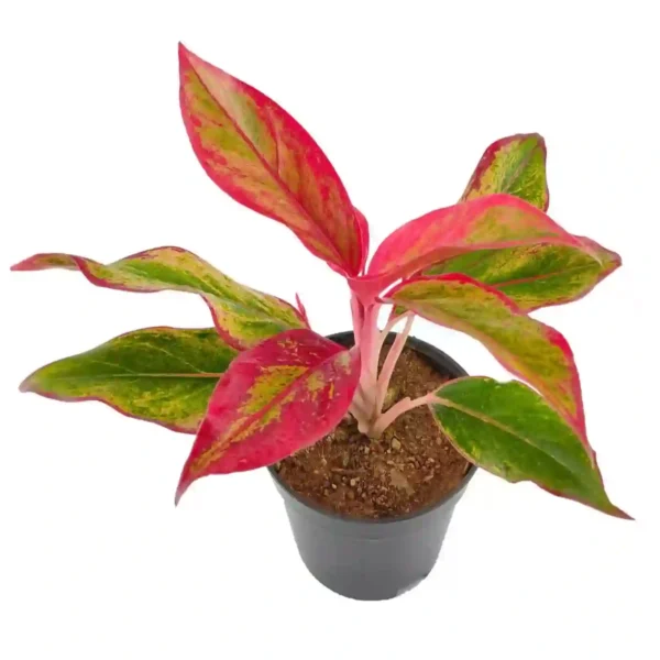 Aglaonema Red Lipstick - Image 3