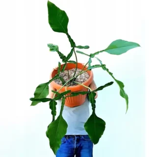 Philodendron Joepii - Rare