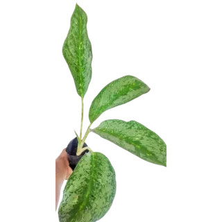Aglaonema 2 (Big)
