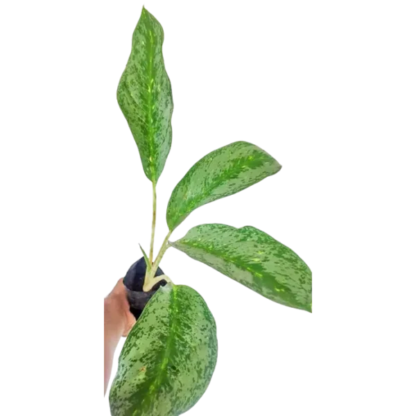 Aglaonema 2 (Big)