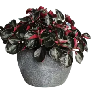 Columbian Peperomia (Galaxy pepperomia)