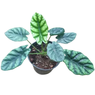 Alocasia Baginda 'Dragon Scale' (Rare)