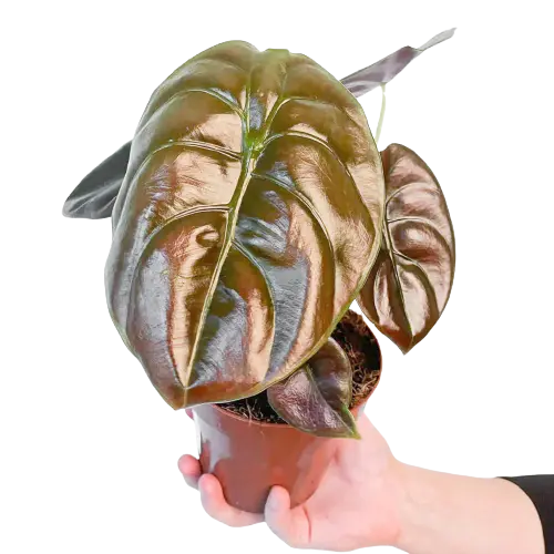 Alocasia cuprea 'Red Secret'