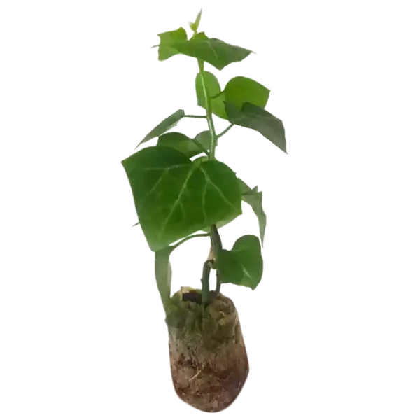 English ivy/WaX ivy (Green) - Image 3