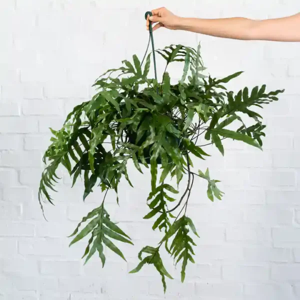 KANGAROO FERN (Microsorum diversifolium) - LARGE