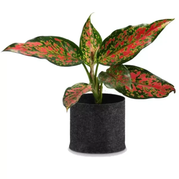 Pink Dalmatian Aglaonema Plant - Image 2