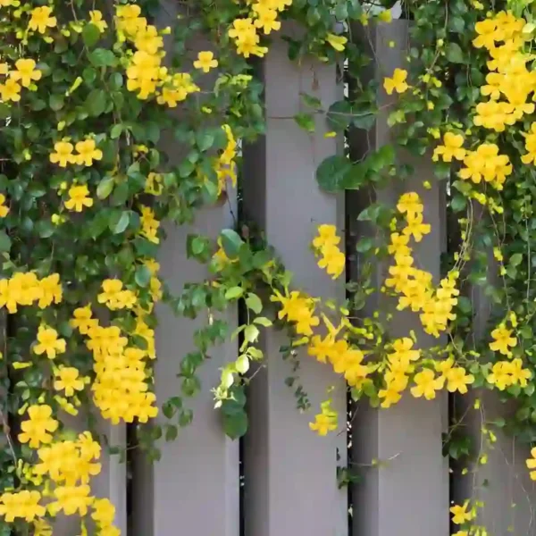 Cat's Claw Creeper Live Plant - Best Flowering Creeper - Image 2