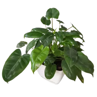 Philodendron Burle Marx Miniature