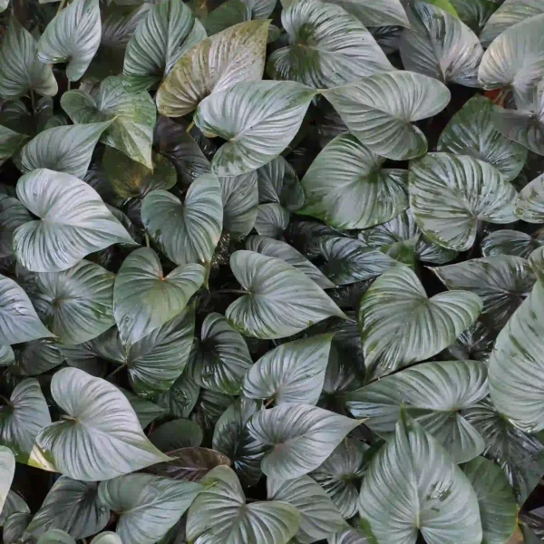 Homalomena Emerald, Black leaf -Rare Plant - Image 2