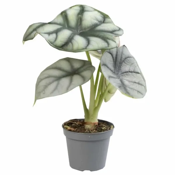 Alocasia Baginda ‘Silver Dragon’ - Image 2