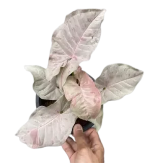 Syngonium 'Pink Spot' - Rare