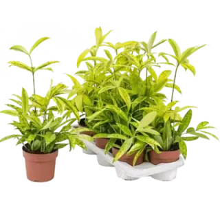 Golden Milky Dracaena/Dracaena Surculosa Mike Plant