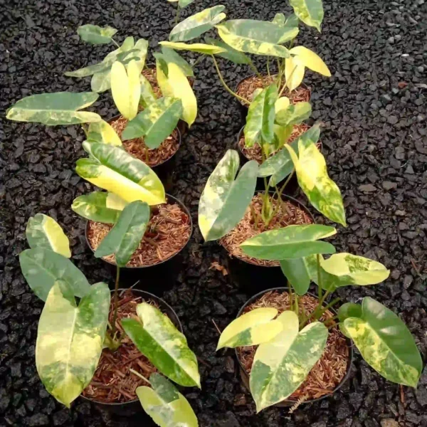 Philodendron Burle Marx Variegated - Image 2