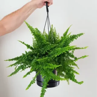 Nephrolepis Exaltata Fluffy Ruffles Fern