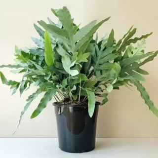 Phlebodium Aureum (Blue Star Fern)