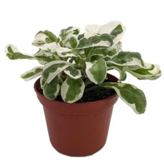 Alternanthera Ficoidea Snowball, Alternanthera Variegated