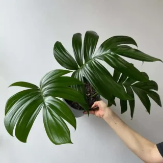 Rhaphidophora Decursiva, Dragon’s Tail