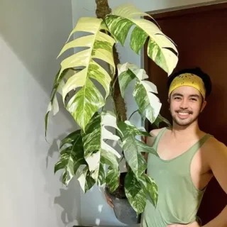 Monstera Epipremnum Pinnatum Variegated -Rare