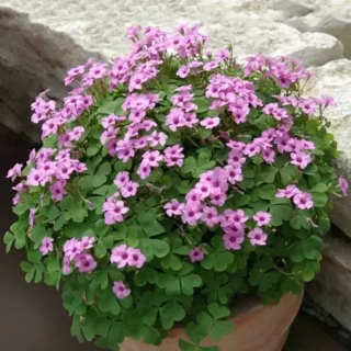 Oxalis Triangularis , Butterfly Plant Green – Corm (Bulb)