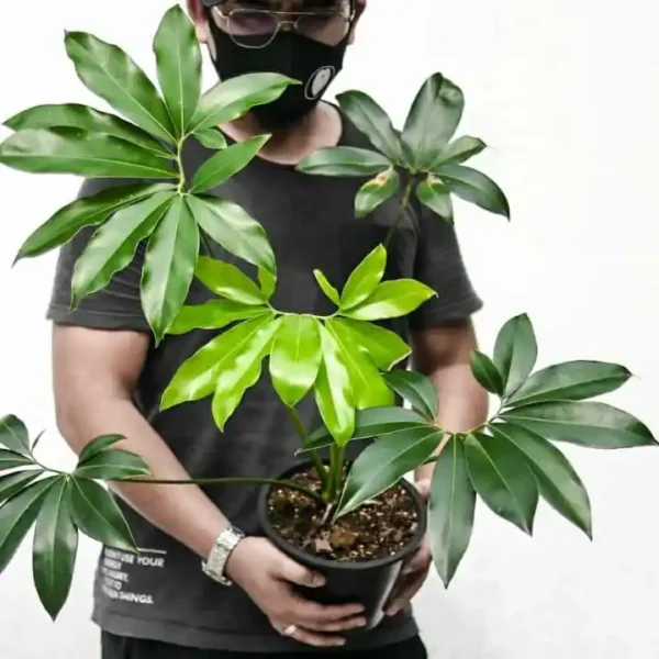 Philodendron Goeldii (Thaumatophyllum spruceanum) - Image 2