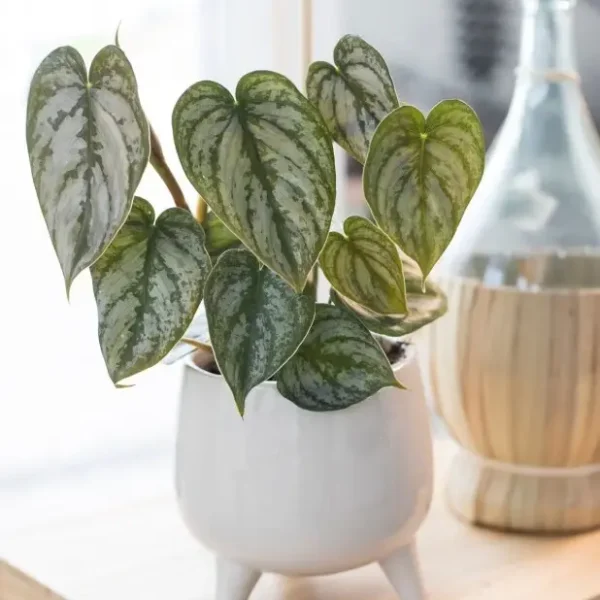 Philodendron Brandtianum - Rare Plant - Image 2