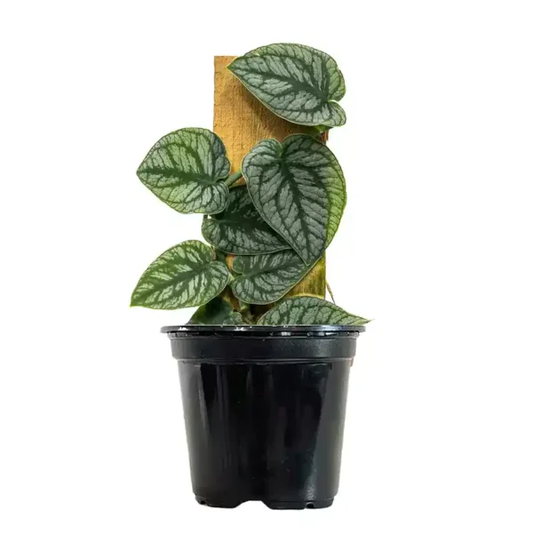Monstera Dubia – Variegated - Image 3