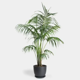 Sayagra Palm