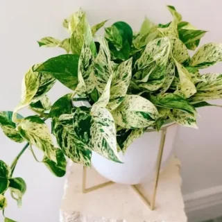 Marble Queen Pothos – Money Plant