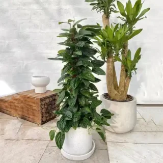 Monstera Peru plant