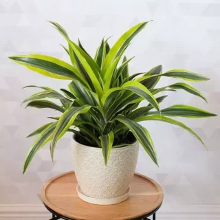 Dracaena fragrans Lemon Lime - plant