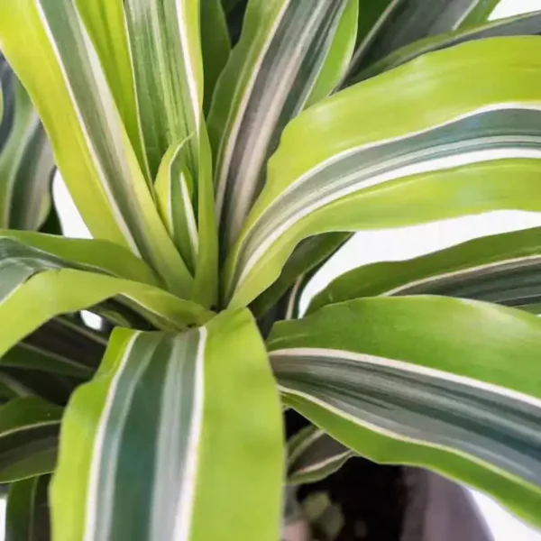 Dracaena fragrans Lemon Lime - plant - Image 2