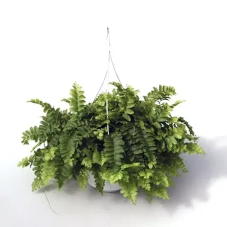 Nephrolepis exaltata Pom Pom