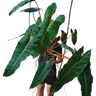 Philodendron Billietiae - Rare plant
