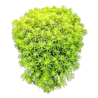 Golden Sedum Plant
