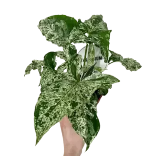 Syngonium Mojito - Rare Plant