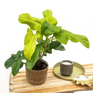 Philodendron Golden Violin, Bipennifolium Aurea- Rare