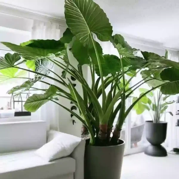 Alocasia Giant taro / Macrorrhizos - Image 2
