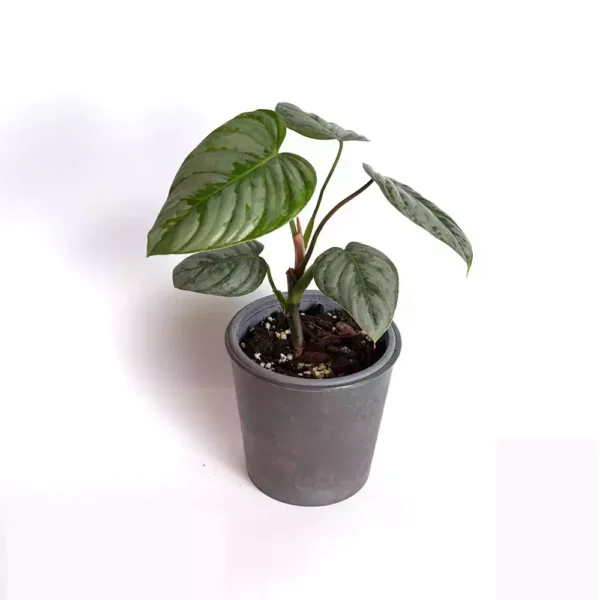 Philodendron Sodiroi - Rare - Image 3