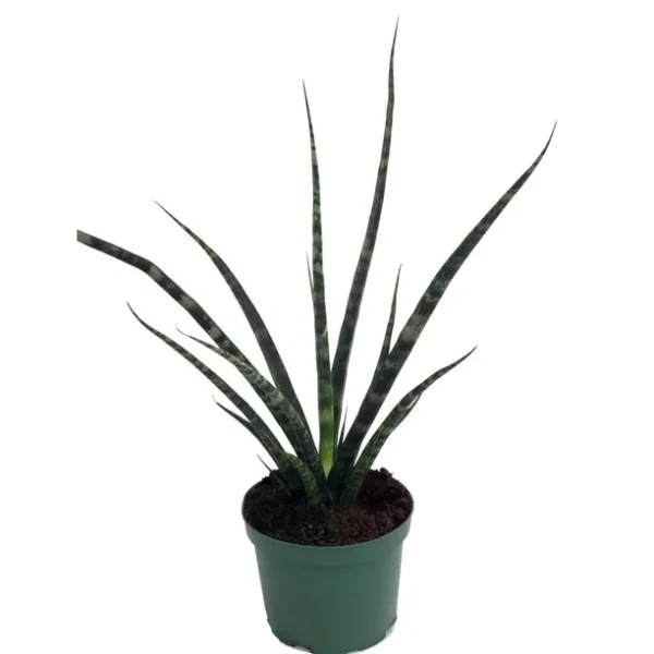 Sansevieria Fernwood Mikado, Snake Plant - Image 2