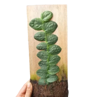 Monstera Rhaphidophora Korthalsii, Celatocaulis - Rare