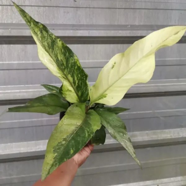 Anthurium Hookeri Variegated- Rare - Image 3