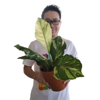 Anthurium Hookeri Variegated- Rare
