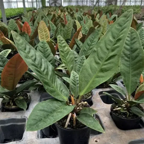 Anthurium Superbum x Jenmanii Cobra - Rare - Image 2