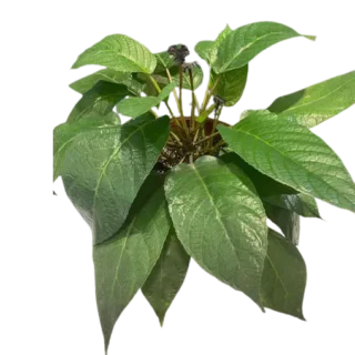Dorstenia Elata (Congo Fig)