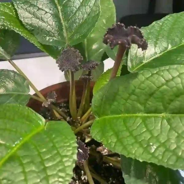 Dorstenia Elata (Congo Fig) - Image 2