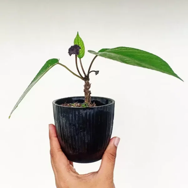 Dorstenia Elata (Congo Fig) - Image 3