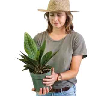 Anthurium Superbum x Jenmanii Cobra - Rare