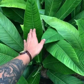 Philodendron Campii Lynette - Rare