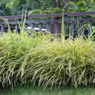 Pandanus Pygmaeus